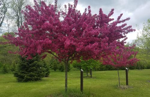 Purple leaves on tree