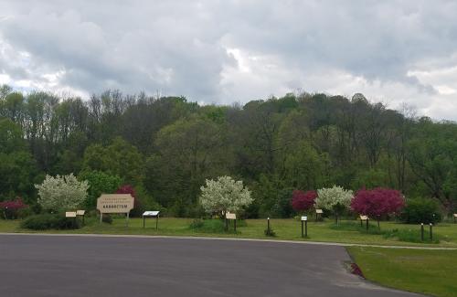 Trees in City Arboretum