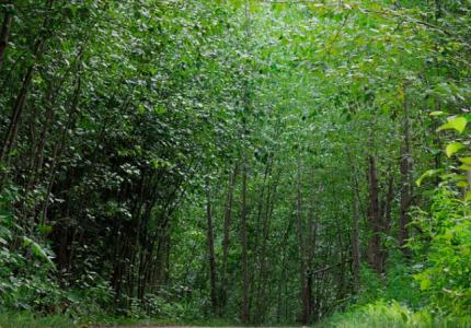 Trees in woods