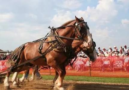 Viola Horse & Colt Show