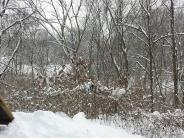 Woods in snow