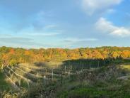 Orchard in Fall