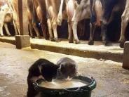 Two cats drinking from bucket in foreground, cows in barn in background