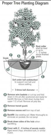 Proper tree planting diagram
