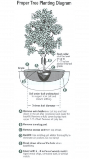 Proper Tree Planting Diagram