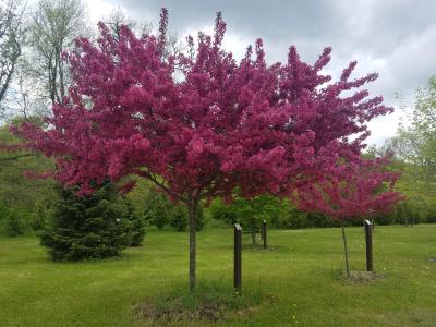 Purple leaves on tree