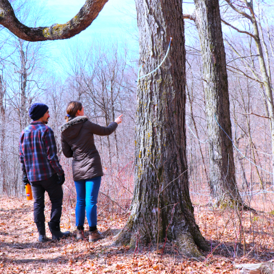 couple walking by maple trees