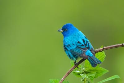 Bluebird handing out on a branch.