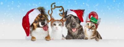 cats and dogs Christmas images
