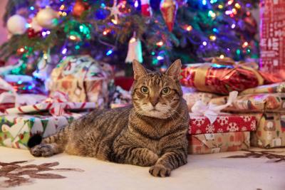 cat in christmas tree