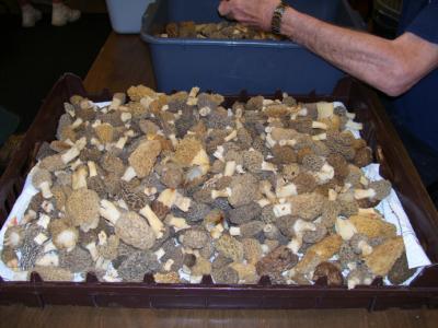 Pan of morel mushrooms