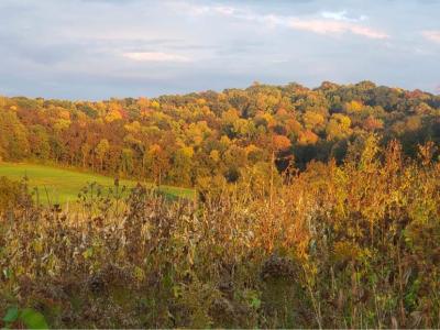 fall in a valley