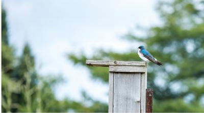 bird at a feeder