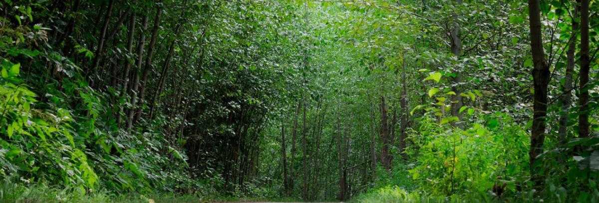 Trees in woods