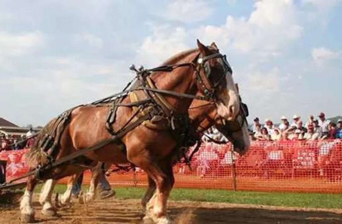 Viola Horse & Colt Show